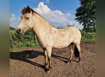 Caballos islandeses, Yegua, 5 años, 144 cm