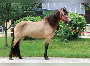 Caballos islandeses, Yegua, 5 años, 144 cm