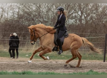 Caballos islandeses, Yegua, 5 años, 145 cm, Bayo