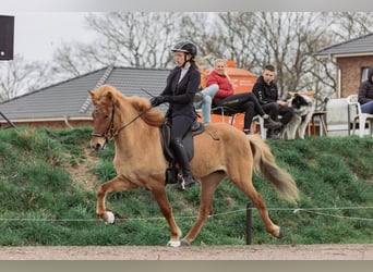 Caballos islandeses, Yegua, 5 años, 145 cm, Bayo