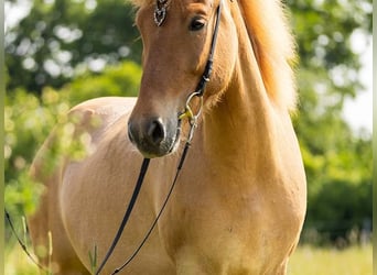 Caballos islandeses, Yegua, 5 años, 145 cm, Bayo