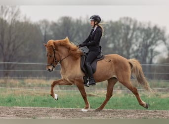Caballos islandeses, Yegua, 5 años, 145 cm, Bayo