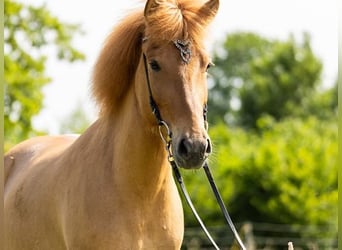 Caballos islandeses, Yegua, 5 años, 145 cm, Bayo