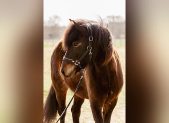 Caballos islandeses, Yegua, 5 años, 145 cm, Castaño