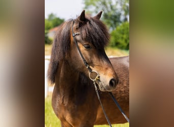 Caballos islandeses, Yegua, 5 años, 145 cm, Castaño