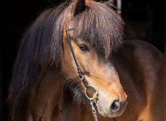 Caballos islandeses, Yegua, 5 años, 145 cm, Castaño