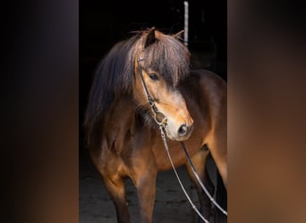 Caballos islandeses, Yegua, 5 años, 145 cm, Castaño