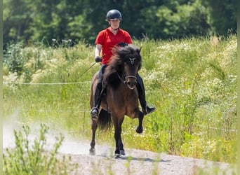 Caballos islandeses, Yegua, 5 años, 145 cm, Castaño