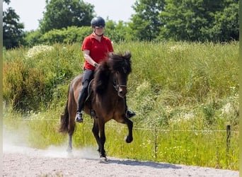 Caballos islandeses, Yegua, 5 años, 145 cm, Castaño