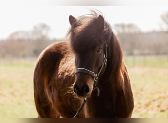 Caballos islandeses, Yegua, 5 años, 145 cm, Castaño