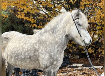 Caballos islandeses, Yegua, 5 años, 146 cm, Musgo