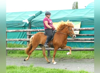 Caballos islandeses, Yegua, 5 años, 147 cm, Alazán