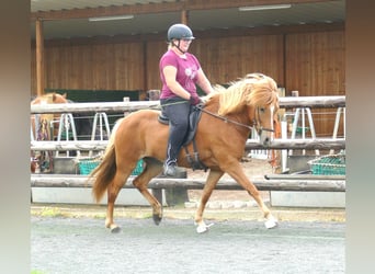 Caballos islandeses, Yegua, 5 años, 147 cm, Alazán