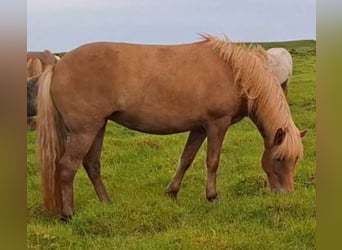 Caballos islandeses, Yegua, 5 años, Alazán