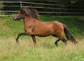 Caballos islandeses, Yegua, 5 años, Castaño