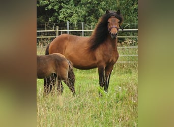 Caballos islandeses, Yegua, 5 años, Castaño