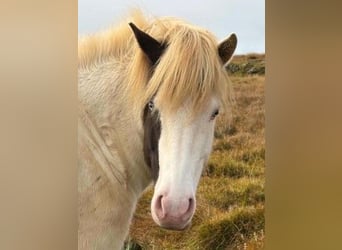 Caballos islandeses, Yegua, 5 años, Pío