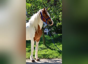 Caballos islandeses, Yegua, 5 años, Pío