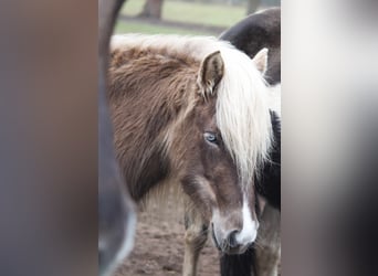 Caballos islandeses, Yegua, 6 años, 130 cm