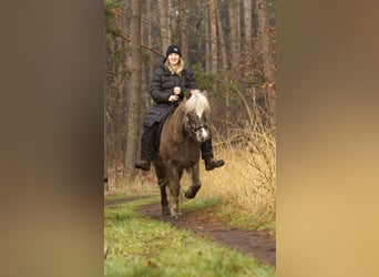 Caballos islandeses, Yegua, 6 años, 130 cm