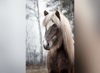 Caballos islandeses, Yegua, 6 años, 130 cm