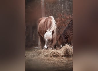 Caballos islandeses, Yegua, 6 años, 130 cm