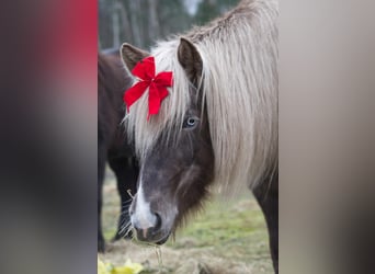 Caballos islandeses, Yegua, 6 años, 130 cm