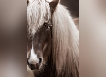 Caballos islandeses, Yegua, 6 años, 130 cm