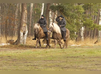 Caballos islandeses, Yegua, 6 años, 130 cm