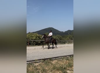 Caballos islandeses, Yegua, 6 años, 132 cm