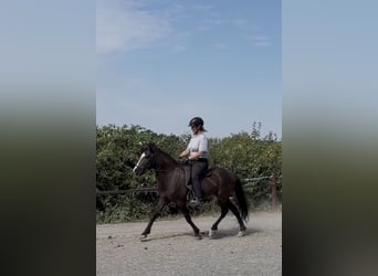 Caballos islandeses, Yegua, 6 años, 132 cm