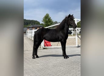 Caballos islandeses, Yegua, 6 años, 132 cm, Negro
