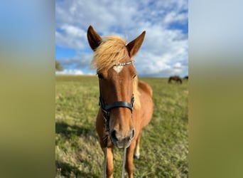Caballos islandeses, Yegua, 6 años, 134 cm, Alazán