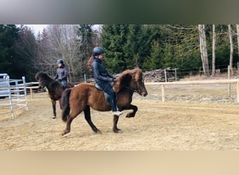 Caballos islandeses, Yegua, 6 años, 135 cm, Negro