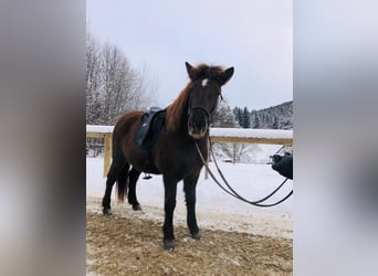 Caballos islandeses, Yegua, 6 años, 135 cm, Negro