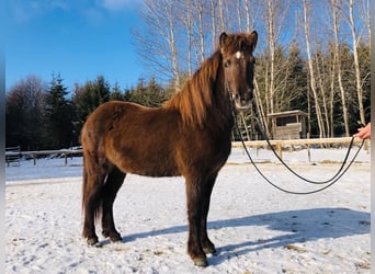 Caballos islandeses, Yegua, 6 años, 135 cm, Negro