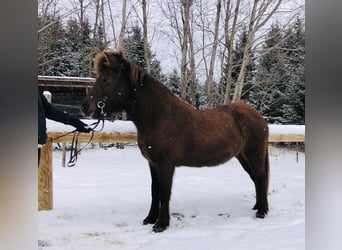 Caballos islandeses, Yegua, 6 años, 135 cm, Negro