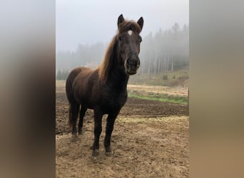 Caballos islandeses, Yegua, 6 años, 135 cm, Negro