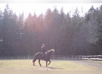 Caballos islandeses, Yegua, 6 años, 135 cm, Negro