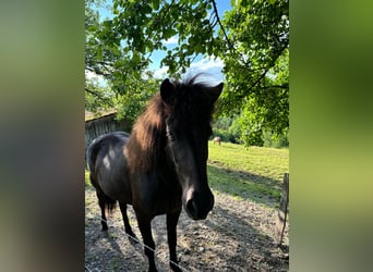 Caballos islandeses, Yegua, 6 años, 136 cm, Negro