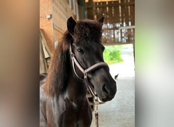 Caballos islandeses, Yegua, 6 años, 136 cm, Negro