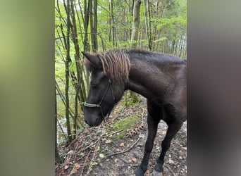 Caballos islandeses, Yegua, 6 años, 136 cm, Negro