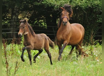 Caballos islandeses, Yegua, 6 años, 137 cm, Castaño