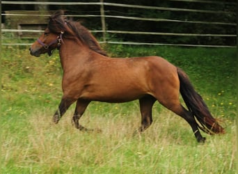 Caballos islandeses, Yegua, 6 años, 137 cm, Castaño