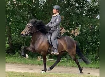 Caballos islandeses, Yegua, 6 años, 137 cm, Castaño oscuro
