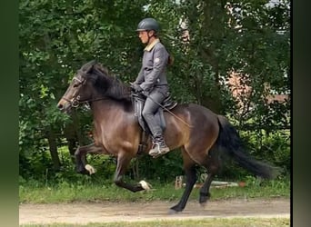 Caballos islandeses, Yegua, 6 años, 137 cm, Castaño oscuro