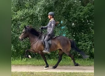 Caballos islandeses, Yegua, 6 años, 137 cm, Castaño oscuro
