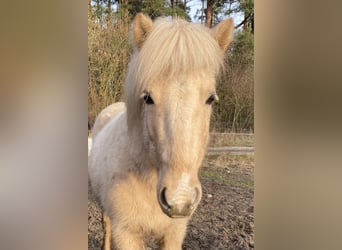 Caballos islandeses, Yegua, 6 años, 137 cm, Palomino