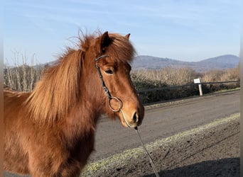 Caballos islandeses, Yegua, 6 años, 138 cm, Alazán