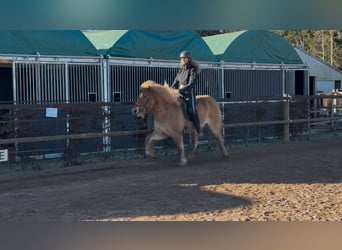 Caballos islandeses, Yegua, 6 años, 138 cm, Bayo